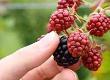 Recipes for Blackberries