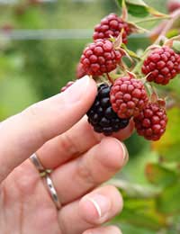 Blackberries Recipes Apples Crumble