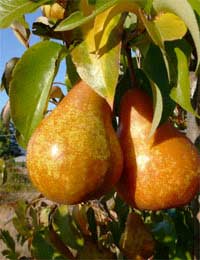 Harvest Fruit And Vegetables