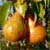 Harvest Fruit and Vegetables