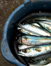 Spring Recipes Mackerel Cider Recipe